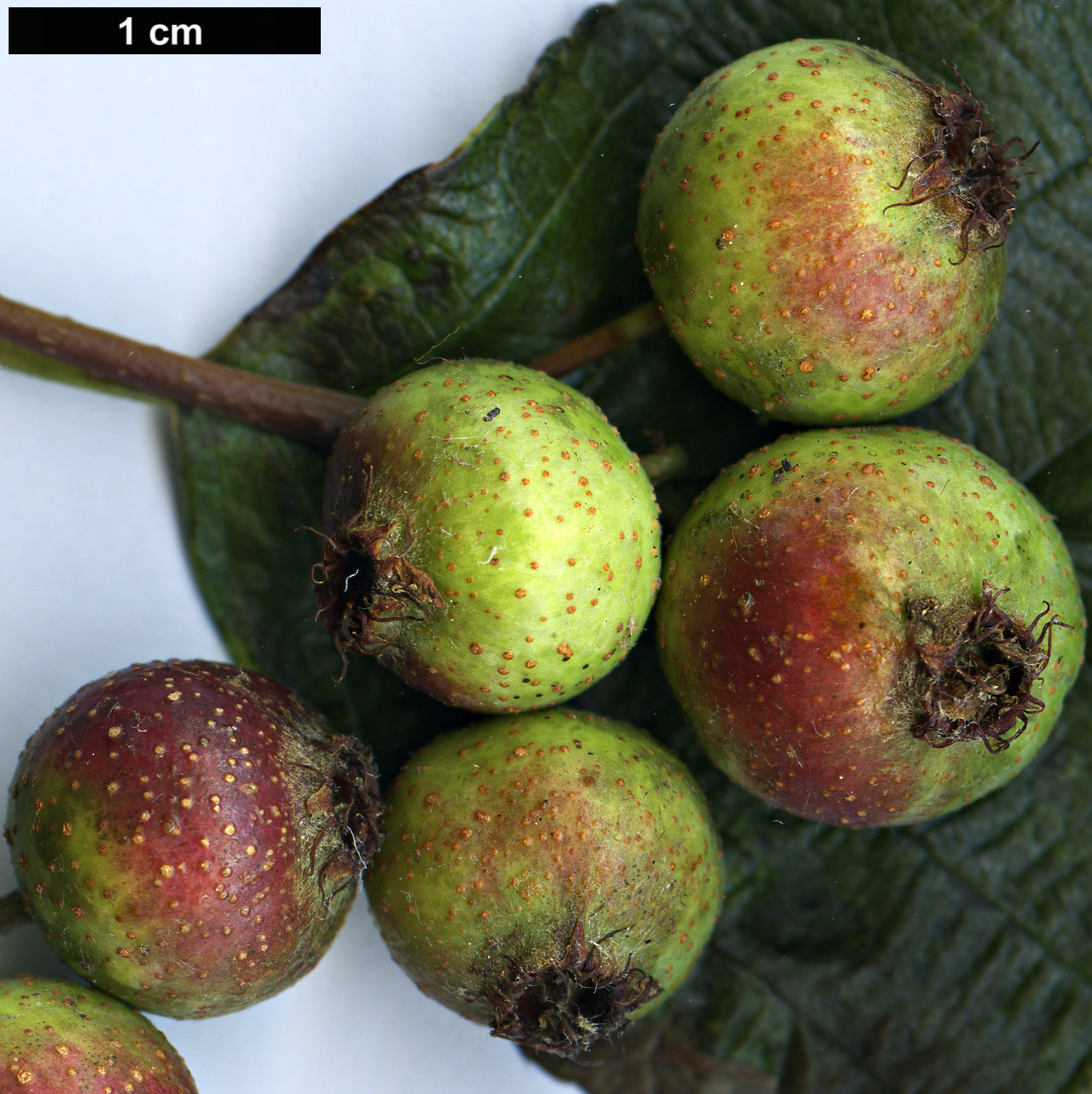 High resolution image: Family: Rosaceae - Genus: Sorbus - Taxon: ambrozyana